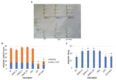 Exploring microRNA Signatures of DNA Damage Response Using an Innovative System of Genotoxic Stress in Medicago truncatula Seedlings